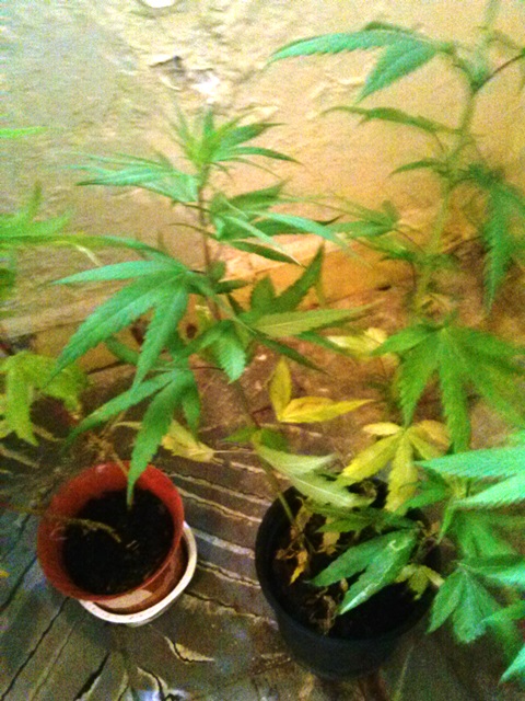 Hallan cultivo de marihuana en jardín de un apartamento propiedad de